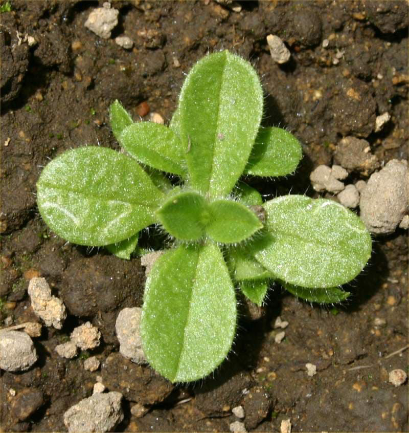Mouse ear chickweed